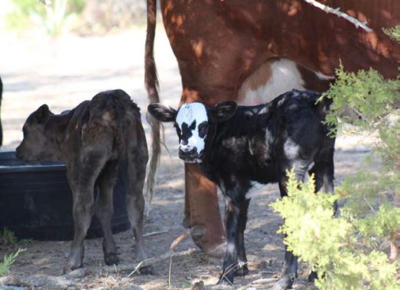 The oldest of the triplet calves faces the camera while her sister, who was born last, seems more shy. Both heifer calves are doing well. The triplets are the first surviving calves this cow has had, as her two previous pregnancies ended in a loss of each single-born calf. JOYCESARAH MCCABE | DISPATCH RECORD