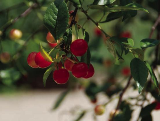 Cherries contain disease-fighting chemicals and antioxidants to help fight inflammation and relieve pain. COURTESY PHOTO | MELINDAMYERS.COM