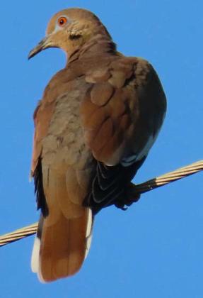 Dove may tend to be less concentrated after rainy conditions, but Texas Parks and Wildlife Department Program Leader Owen Fitzsimmons said the birds should generally benefit from a wetter summer and improved habitat. KAYE MCDANIEL | COURTESY PHOTO
