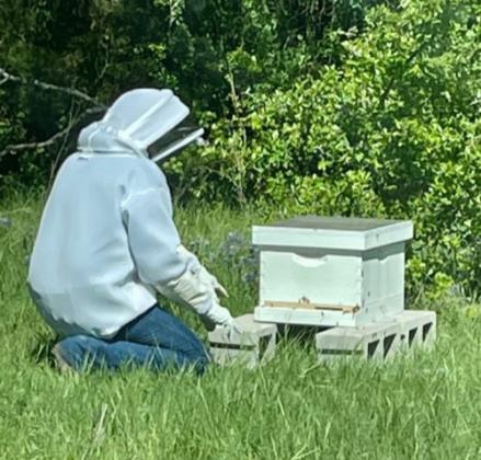 Jess McCabe, outfitted in protective clothing, prepares to open a bee hive to check for bee health and ensure the queen has not been killed and replaced with an Africanized queen. Joycesarah McCabe | Dispatch Record