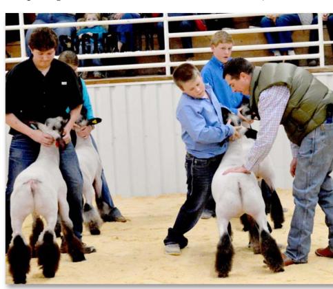Judge Chase McPhaul, at right, inspects lambs in a past contest at the county show barn -- the site of Saturday’s sheep and goat show. FILE PHOTO