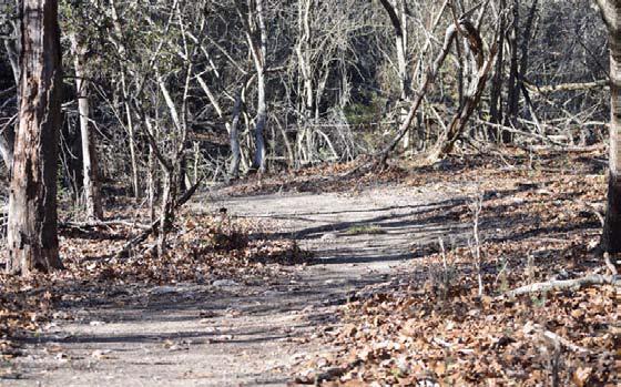 The trails at the 580 Sports Complex are currently rough-hewn, with minimal maintenance and no signage. ALEXANDRIA RANDOLPH | DISPATCH RECORD