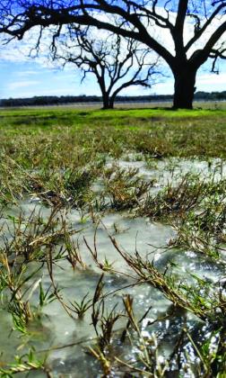 A frozen puddle sits in front of dormant pecan trees on Dec. 23, when Lampasas recorded its lowest temperature of the year. A high that day of 25 degrees with a low of 10 meant a very cold start of the Christmas holiday weekend. COURTESY PHOTO