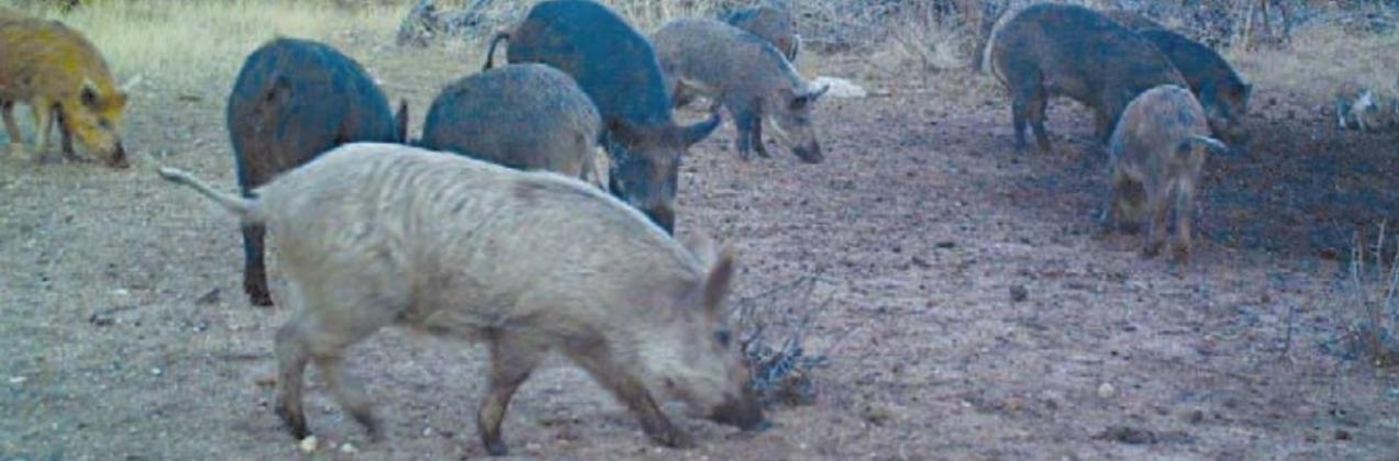 Feral hogs cause an estimated $230 million in agriculture damage annually in Texas. COURTESY PHOTO