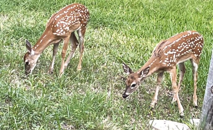 Keep an eye out for twin fawns like this roaming around Lampasas this summer. FILE PHOTO
