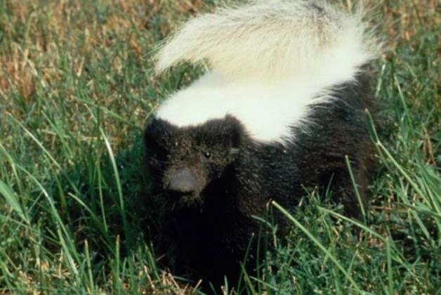 A rabid skunk was reported in Lampasas last week. TEXAS DEPARTMENT OF STATE HEALTH SERVICES