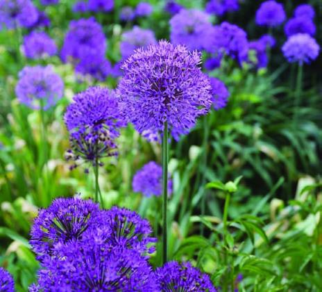 Purple Sensation allium livens up the early-season garden with its violet-purple, four-inch diameter flowers. COURTESY PHOTO | LONGFIELD-GARDENS.COM
