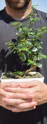 Bonsai plants are hardy when given the right conditions. The same is true for male hormonal health. COURTESY PHOTO