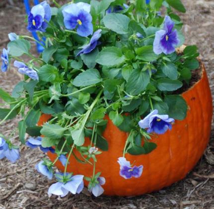 Scoop out the inside of a pumpkin, add a few drainage holes, and plant some pansies for a festive fall planter. courtesy photo | melindamyers.com