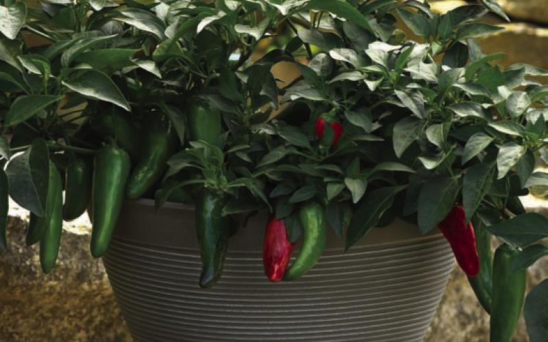 Pot-a-peno is a compact, high-yielding jalapeño pepper variety bred for growing in containers and hanging baskets. COURTESY PHOTO | ALL-AMERICA SELECTIONS