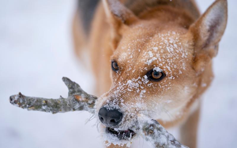 LAURA MCKENZIE | TEXAS A&amp;M AGRILIFE Pet owners should be mindful about their animals when temperatures dip below freezing. A good, insulated shelter goes a long way, but it’s safer to keep them inside during extremely cold weather.