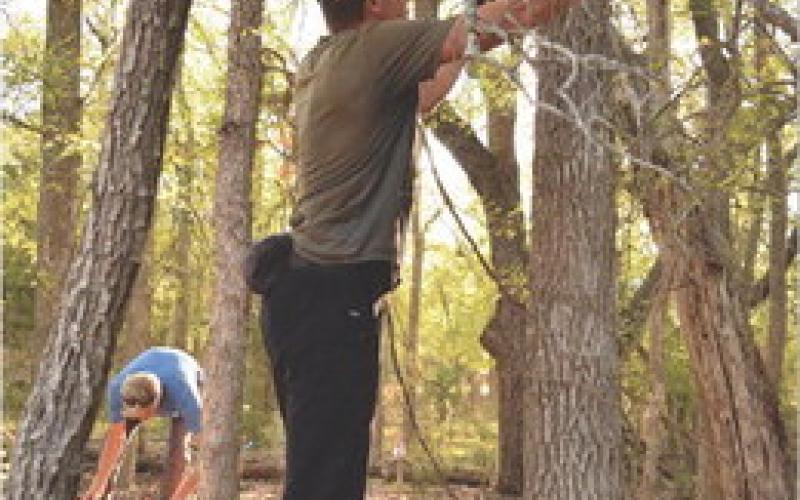 Rob Shivers trims back a limb that extends into the trail corridor pathway. ALEXANDRIA RANDOLPH | DISPATCH RECORD