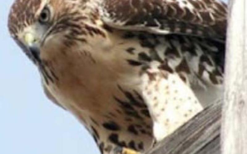 The red-tailed hawk is one that typically can be seen in this area as the birds migrate south. courtesy photo