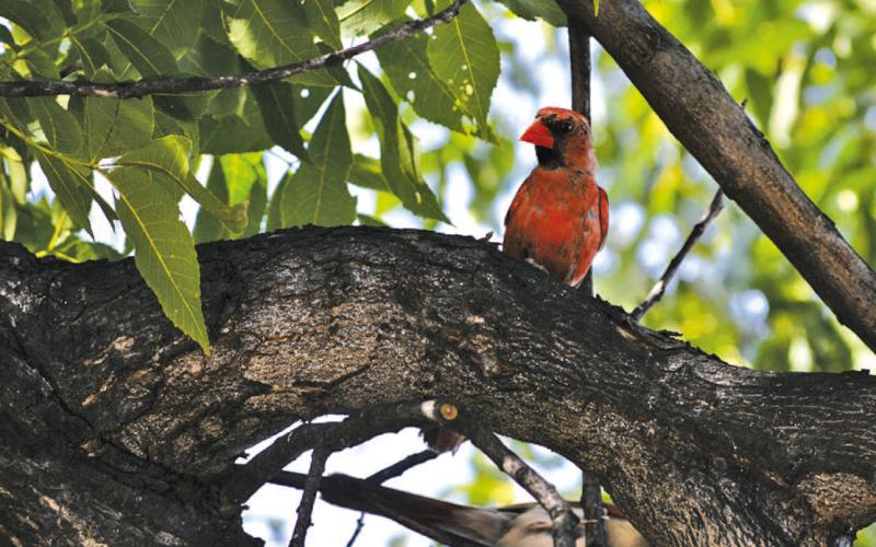 This cardinal finds a cooler place to rest as it takes refuge in a pecan tree outside the county courthouse. Although summer temperatures have been relatively moderate thus far, the National Weather Service says triple-digit heat will be experienced this week across Central Texas. ERICK MITCHELL | DISPATCH RECORD