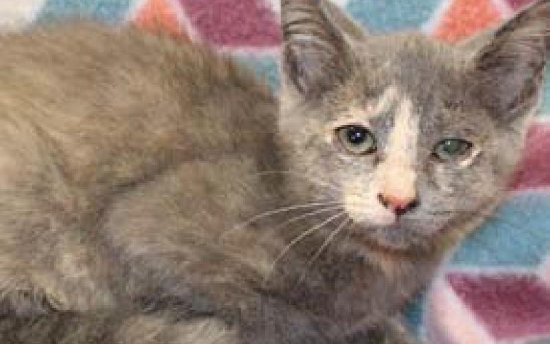 Janet is a female, 11-week-old kitten available at Lampasas Animal Shelter. courtesy photo | Lampasas Animal Shelter