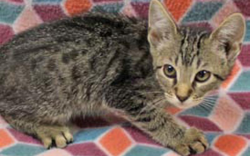 Drake is a male, 10-week-old kitten. courtesy photo | Lampasas Animal Shelter