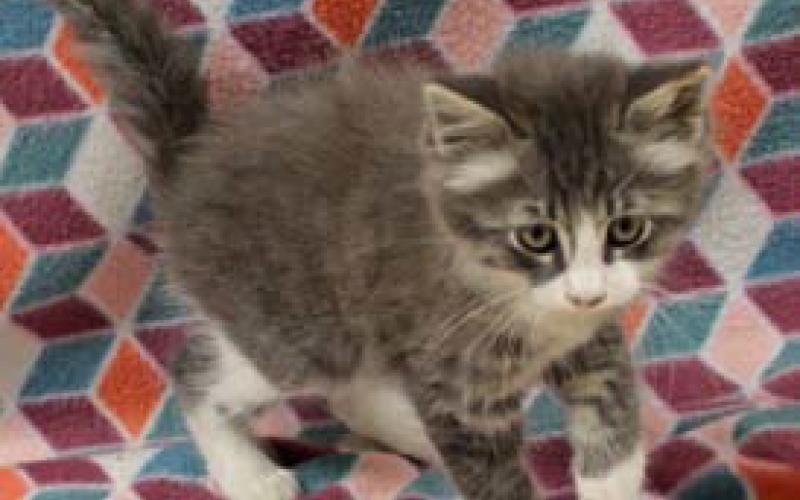 Kelly is a female, 9-week-old kitten. courtesy photo | Lampasas Animal Shelter