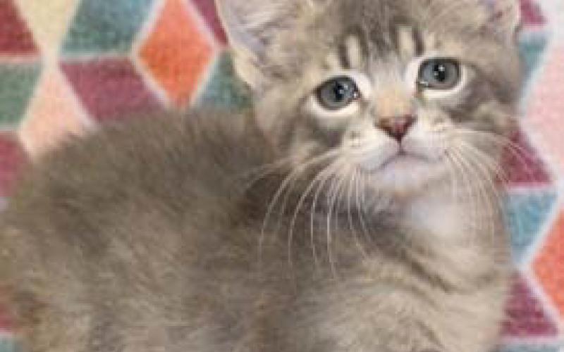 Ben is a male, 8-week-old kitten. courtesy photo | Lampasas Animal Shelter
