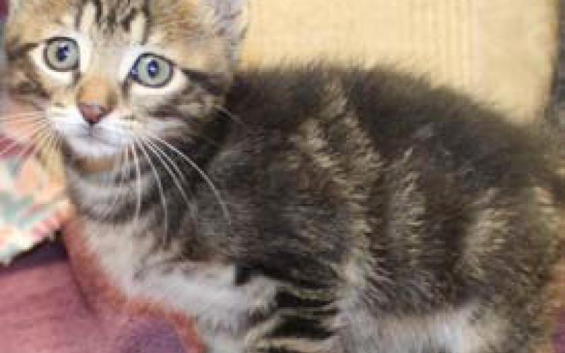 Jerry is a male, 8-week-old kitten. courtesy photo | Lampasas Animal Shelter