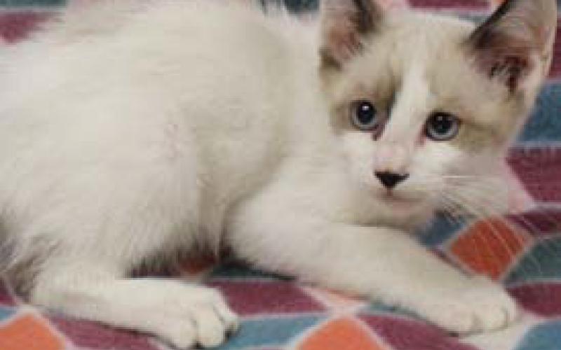 Dudley is a male, 10-week-old kitten. courtesy photo | Lampasas Animal Shelter
