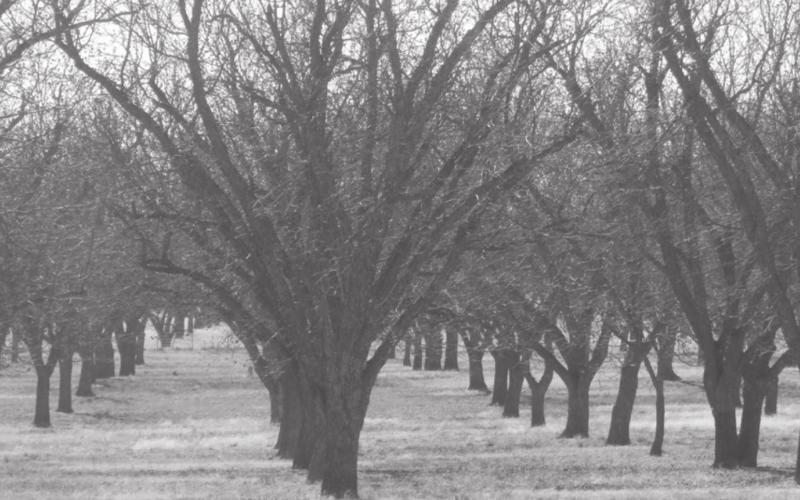 Pecan trees are shown in the B &amp;amp; D Pecan Paradise orchard, west of Lometa on U.S. Highway 190. DIANNA FURLAN | COURTESY PHOTO