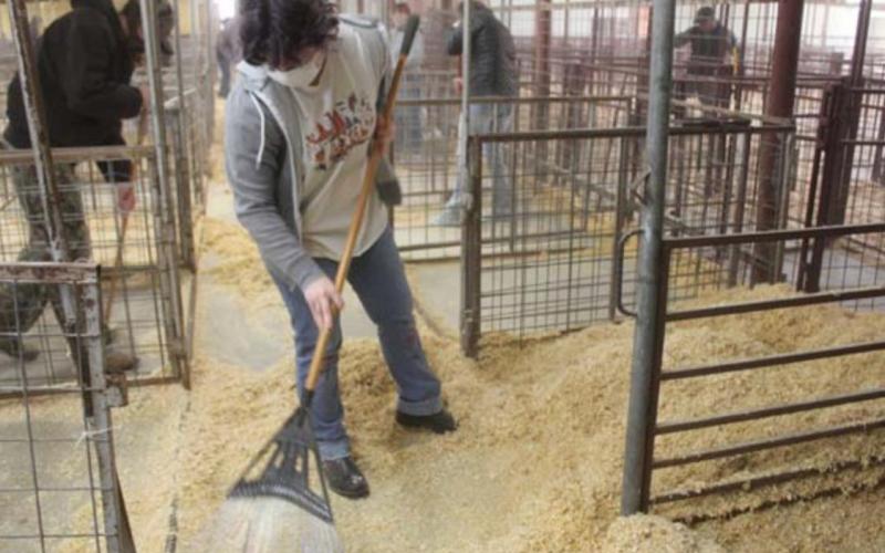 Lampasas High School sophomore Isabella Daugherty rakes wood shavings into a pen at the county show barn on Saturday in preparation for this week’s youth livestock competition. CHRIS YBARRA | DISPATCH RECORD