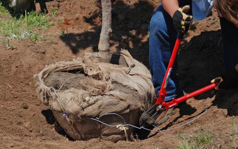 Removal of the wire basket around a tree’s root ball prior to planting is crucial. COURTESY PHOTO | WWW.MELINDAMYERS.COM
