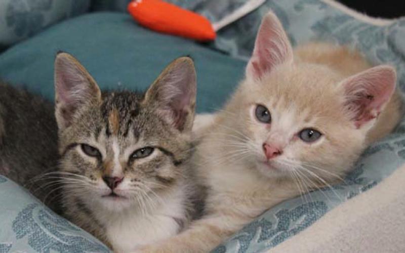 The shelter started a foster program in Feburary, so volunteers can foster kittens like Cash and Claudia. courtesy photo