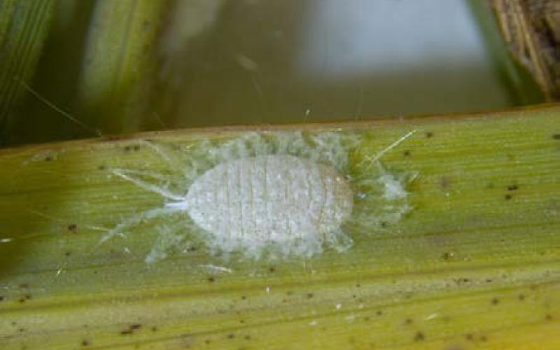 stephen biles | texas A&amp;amp;M AgriLife Extension Service An adult pasture mealybug (Heliococcus summervillei) is shown up close on a blade of grass.