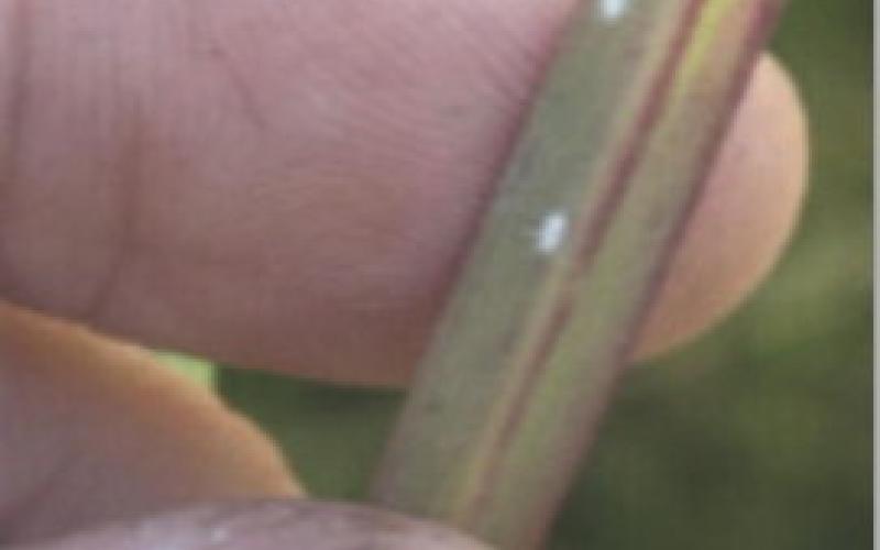 Stephen biles | Texas A&amp;amp;M AgriLife Extension Service Adult pasture mealybugs appear as small white specks on this plant specimen and resemble a white sesame seed in their shape and size.