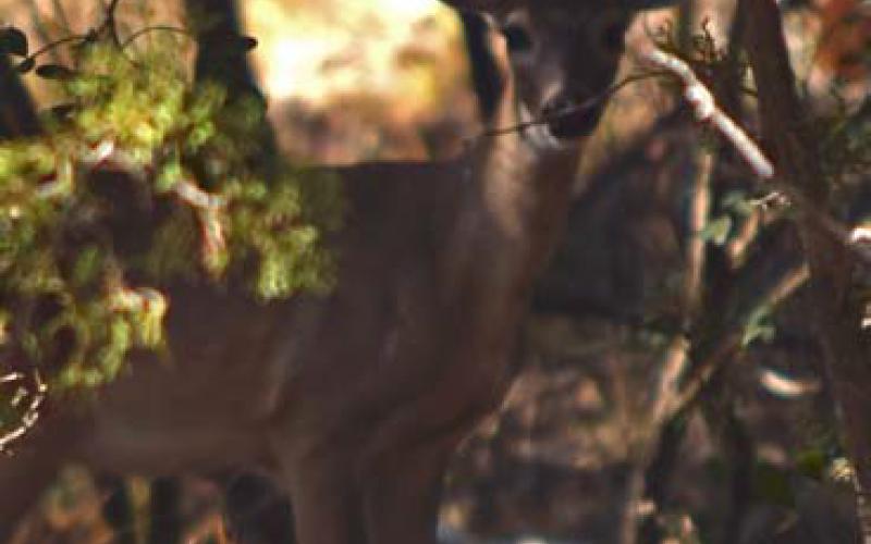 Thick cedar brush obscures a hiding doe on a hot afternoon. Safe practices suggest hunters not shoot unless they are fully certain of their target. alexandria randolph | dispatch record