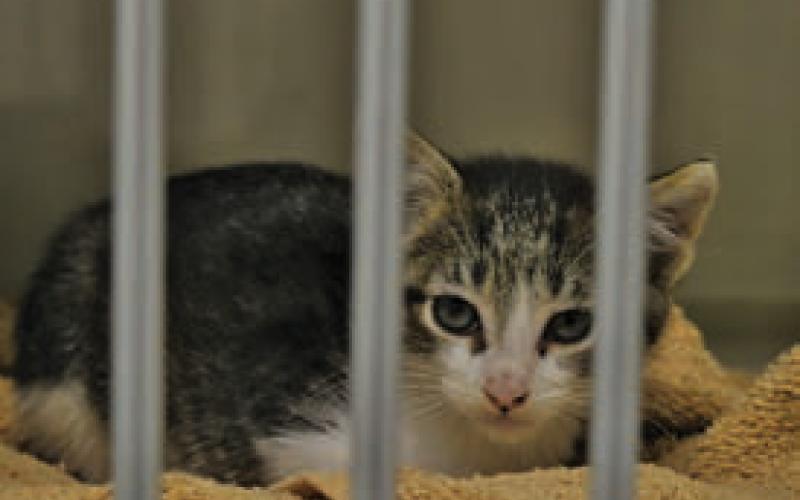 Kittens like six-week old Birdie, pictured above, are available for adoption for $20 at the Lampasas Animal Shelter. ERICK MITCHELL | DISPATCH RECORD
