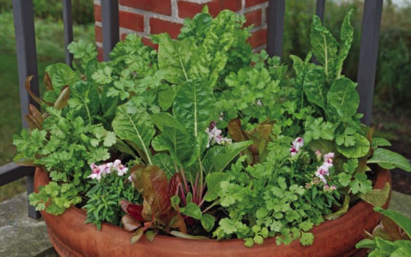 This container is filled with Santo cilantro, peppermint swiss chard, romaine lettuce and Snapshot Plumblossom snapdragon. COURTESY PHOTO | MELINDAMYERS.COM