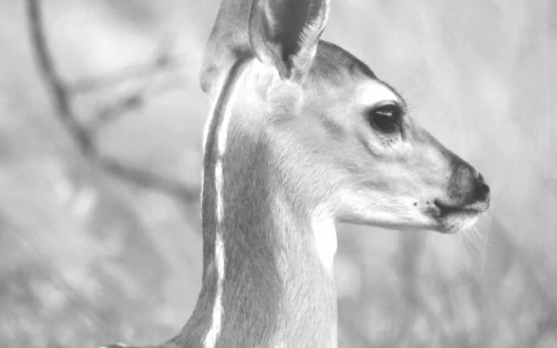 Brand-new baby fawns are out and about this time of year. FILE PHOTO