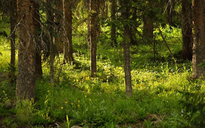 The science behind ‘forest bathing’