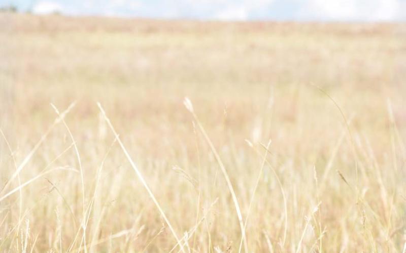 Expansive ranch and farm properties like the one in southern Lampasas County where this field resides could become subject to increased estate taxation when IRS exemptions expire in 2025. alexandria randolph | dispatch record