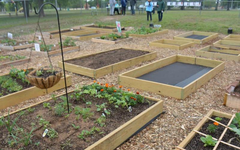 Dozens of residents braced the cold weather Saturday to check out the Lampasas Community Garden. Plots like those shown above are available for rent to those interested in gardening. MONIQUE BRAND | DISPATCH RECORD