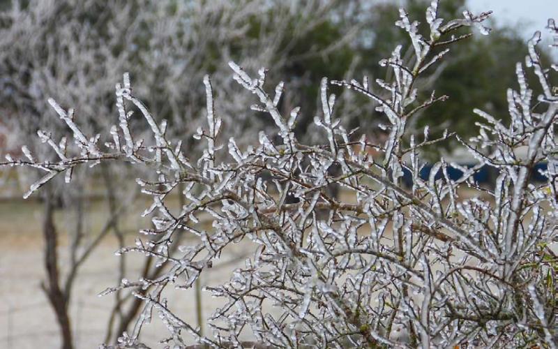 Frozen precipitation can be seen covering this bush on a Lampasas County residence. MEGHAN JAMES | COURTESY PHOTO