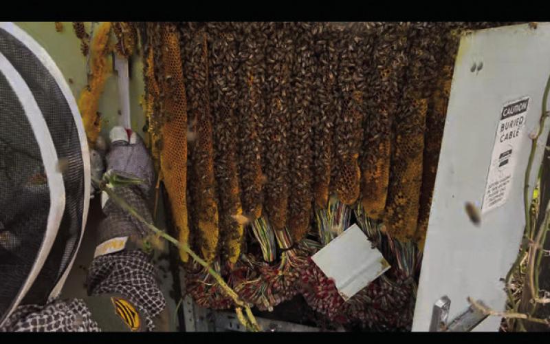 COURTESY PHOTO | LUCY MCCARVILLE A bee colony had completely taken over this water heater cavity -- a situation that prompted Lucy McCarville to become a bee relocator. She now has five established hives she is managing after she acquired them through removal.