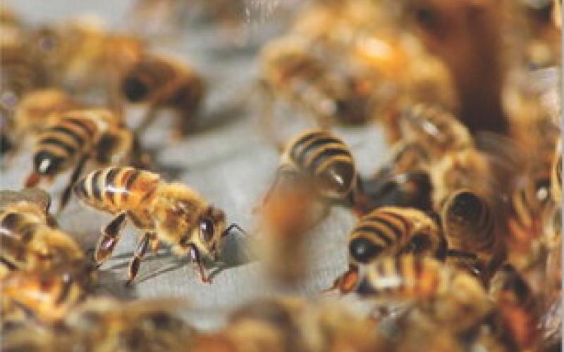 For those worried about getting caught in a moving swarm of bees, McCarville advises just staying still. COURTESY PHOTO -UNSPLASH| DAMIEN TUPINIER.