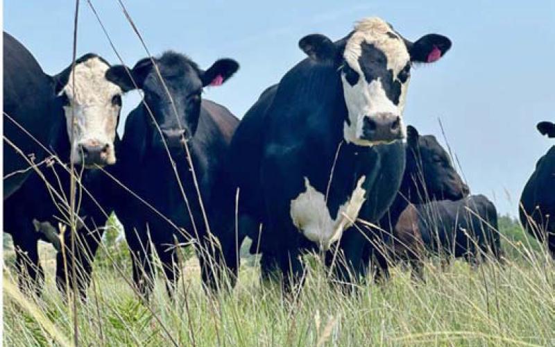 Cattle graze in a lush pasture. FILE PHOTO