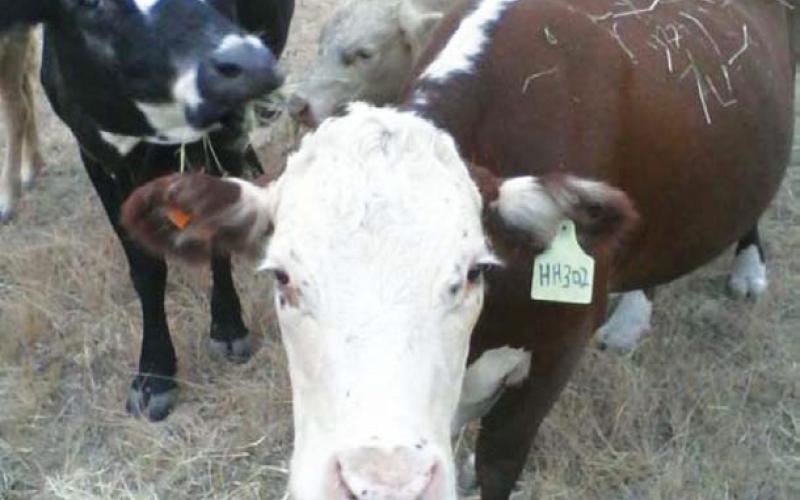 U.S. beef producers have grappled with adverse weather, changing trade policy and high input costs, but consumer demand has remained relatively strong. file photo