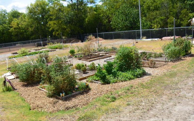 Lampasas Community Garden cultivates growing knowledge