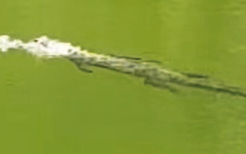 This photo was posted on Facebook by a Kempner-area resident who recently spotted an alligator in the Lampasas River. SCREENSHOT | BOBBY EVANS FACEBOOK