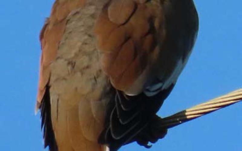 Dove may tend to be less concentrated after rainy conditions, but Texas Parks and Wildlife Department Program Leader Owen Fitzsimmons said the birds should generally benefit from a wetter summer and improved habitat. KAYE MCDANIEL | COURTESY PHOTO