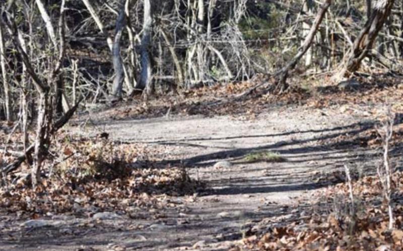A series of natural hike and bike trails on the east side of the 580 Sports Complex have been created by volunteers over the past 18 months. ALEXANDRIA RANDOLPH | DISPATCH RECORD