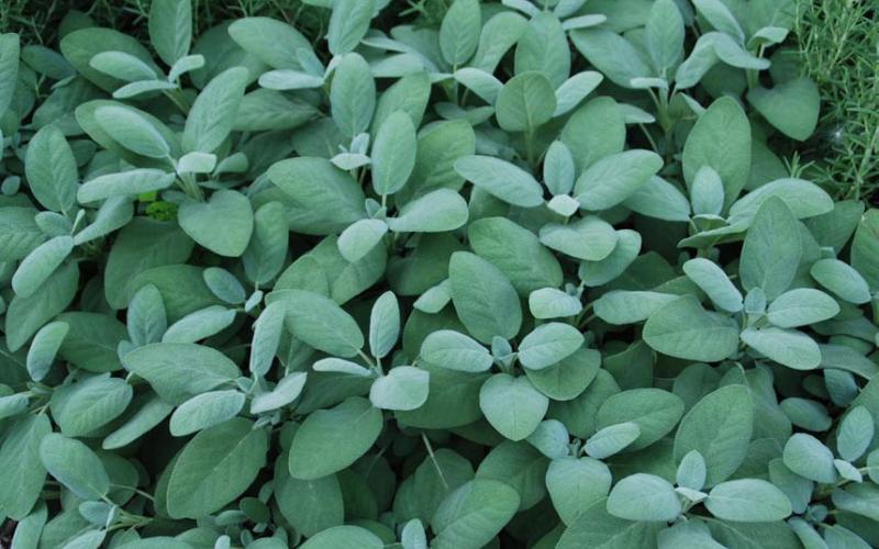 Sage is a versatile herb, enhancing flavors in both savory and sweet recipes. COURTESY PHOTO | WWW.MELINDAMYERS.COM