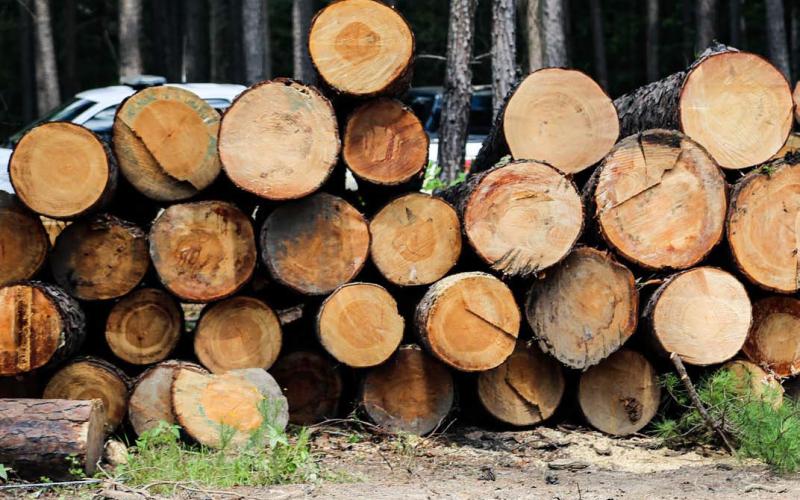 Southern Yellow Pine is the primary timber export from Texas producers. The beams are commonly used for home construction. courtesy photo | texas agrilife extension