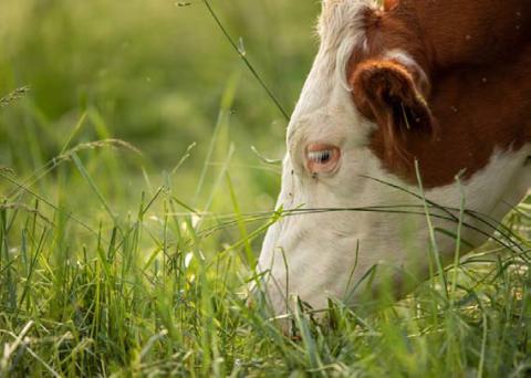 Traceability and grass-fed are important components to opening the doors of international beef markets. JOYCESARAH MCCABE | DISPATCH RECORD