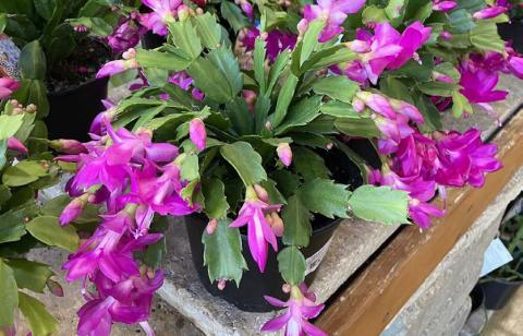 The Thanksgiving cactus has toothed or jagged segments and typically blooms earlier than the Christmas cactus. COURTESY PHOTO | MELINDAMYERS.COM